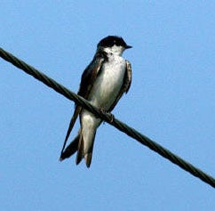 north texas tree swallows