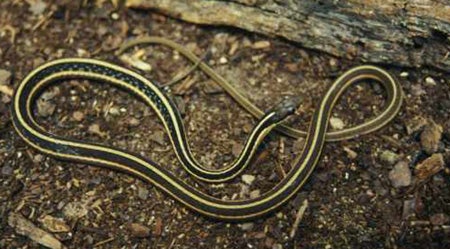 Eastern Ribbon Snake Outdoor Alabama