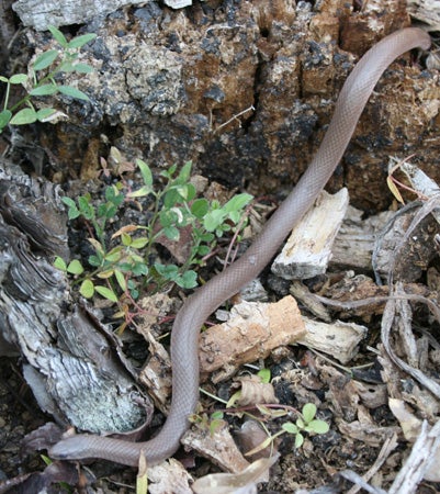 Western Smooth Earth Snake