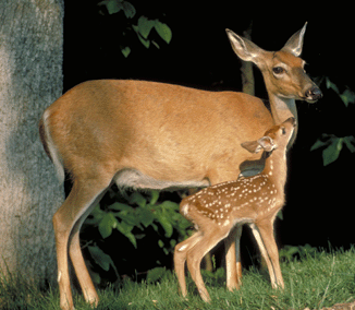 white tailed deer scientific name