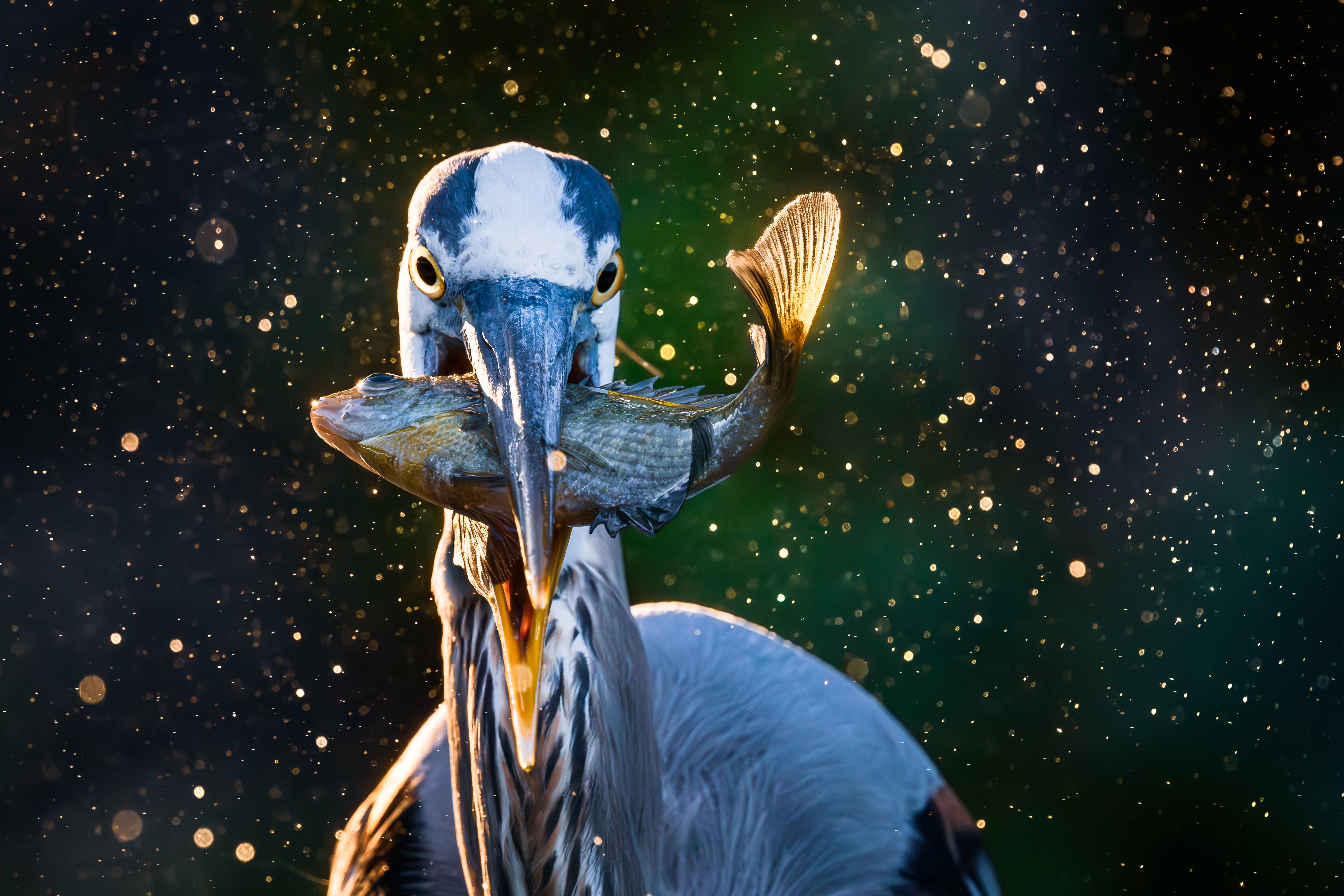Christopher Baker took first place in the Birds category of the 2026 Outdoor Alabama Photo Contest with this image of a great blue heron in Madison. 