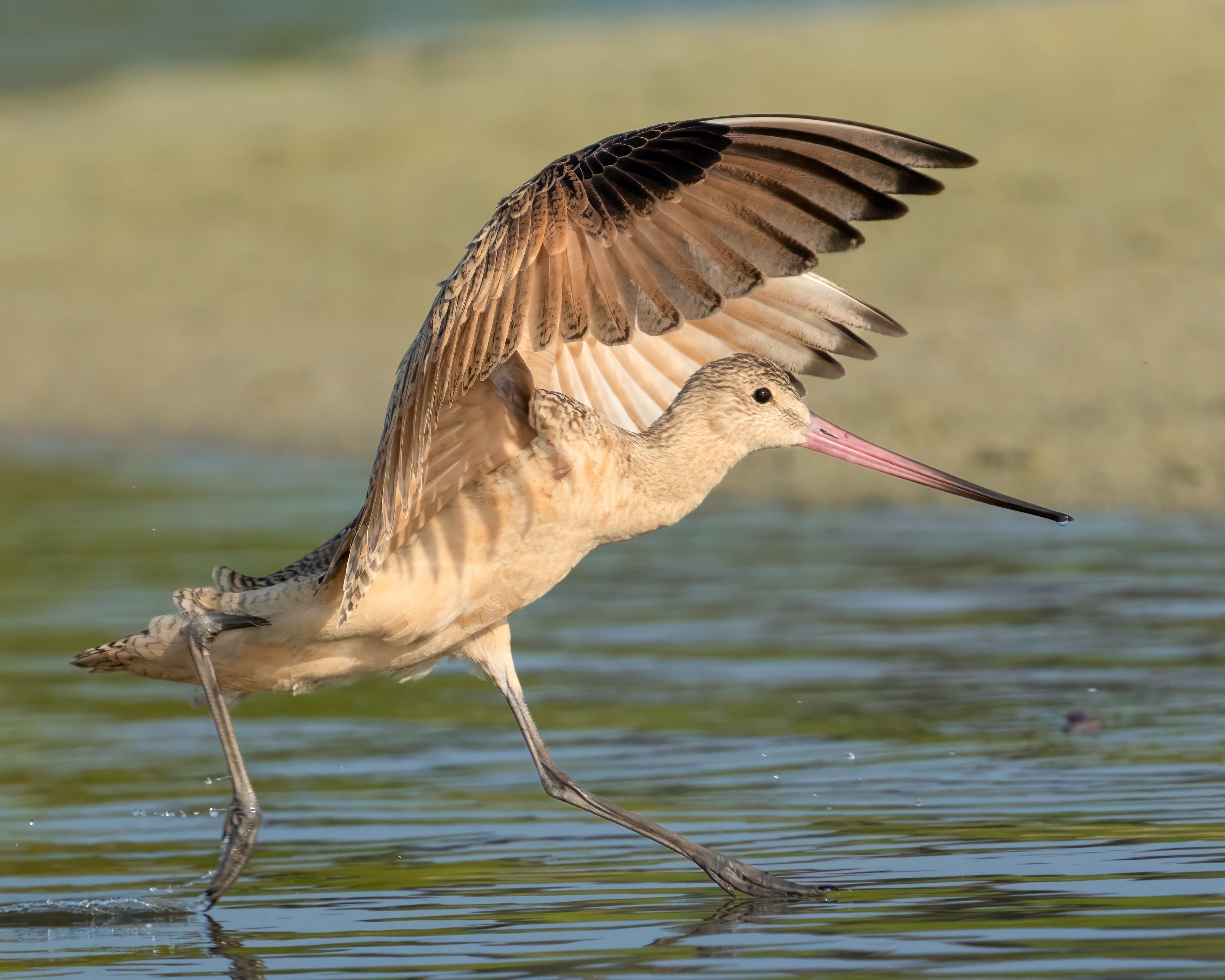 Mark Watts took second place in the Birds category of the 2025 Outdoor Alabama Photo Contest with this image of a Marbled Godwit on Dauphin Island. Watts is one of 41 photographers who will be featured in the Outdoor Alabama Photo Contest Retrospective at the Georgine Clarke Alabama Artists Gallery in downtown Montgomery from July 6 through September 25, 2026. The exhibit was organized through a partnership between ADCNR and the Alabama State Council on the Arts.
