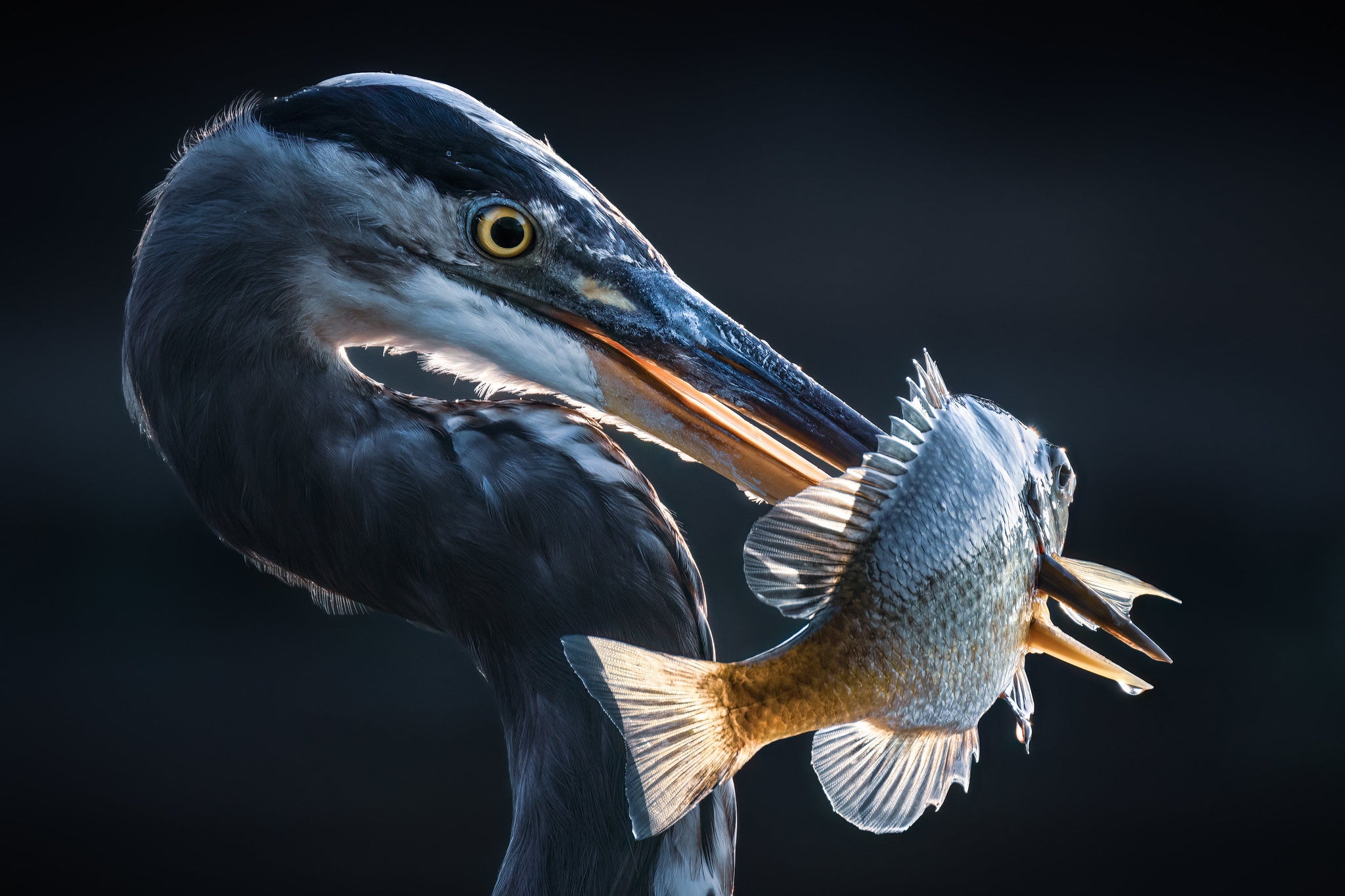 Christopher Baker's image of a great blue heron in Madison, Alabama, took first place in the Birds Category of the 2024 photo contest.