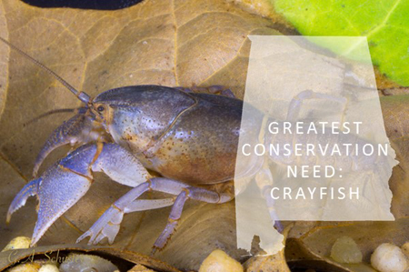 crayfish