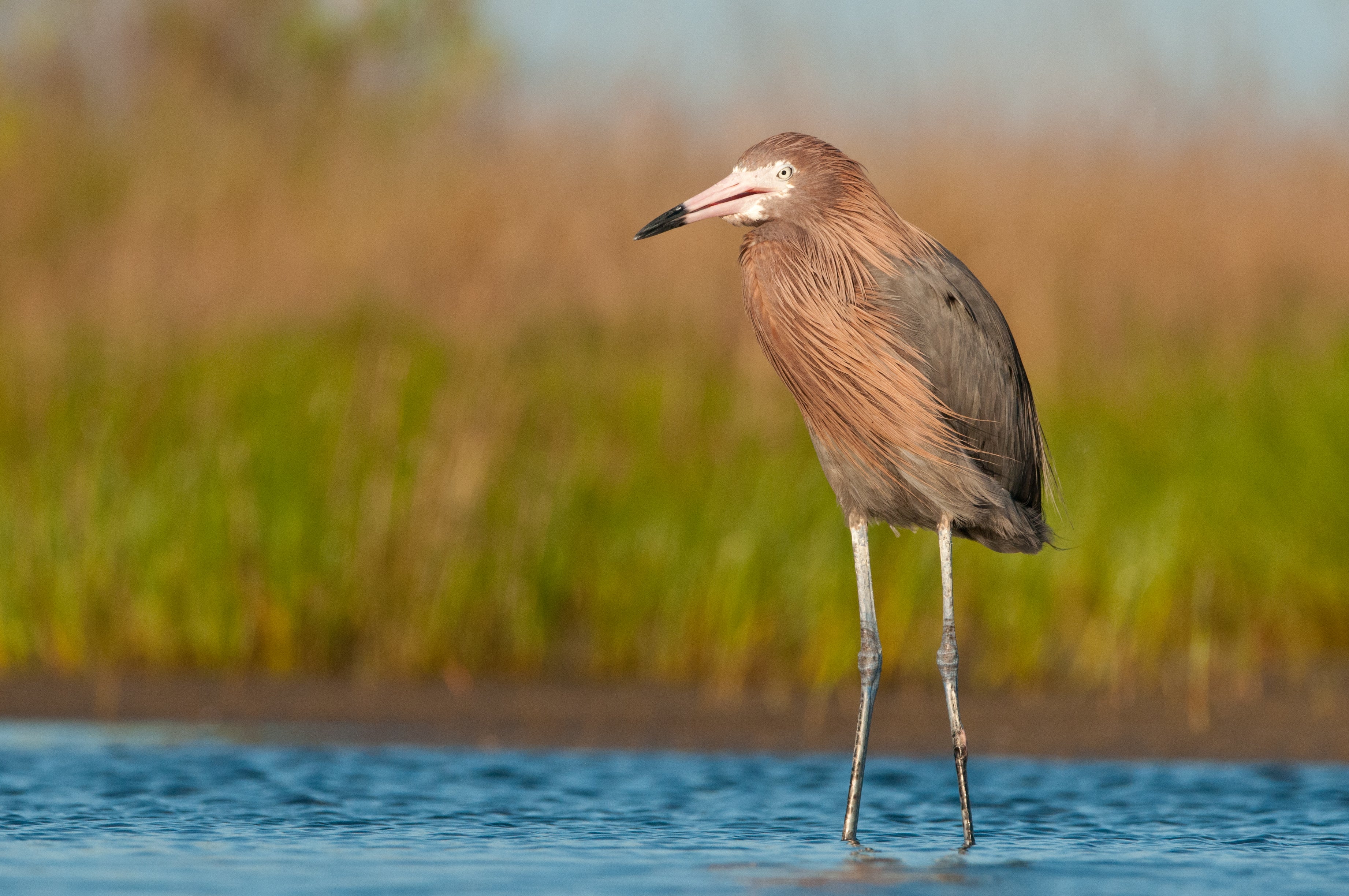 Restoration Plan IV includes several restoration projects expected to benefit a variety of habitats and animals in Coastal Alabama, including the reddish egret – a species of high conservation concern.   Photo by Michael Sandoz