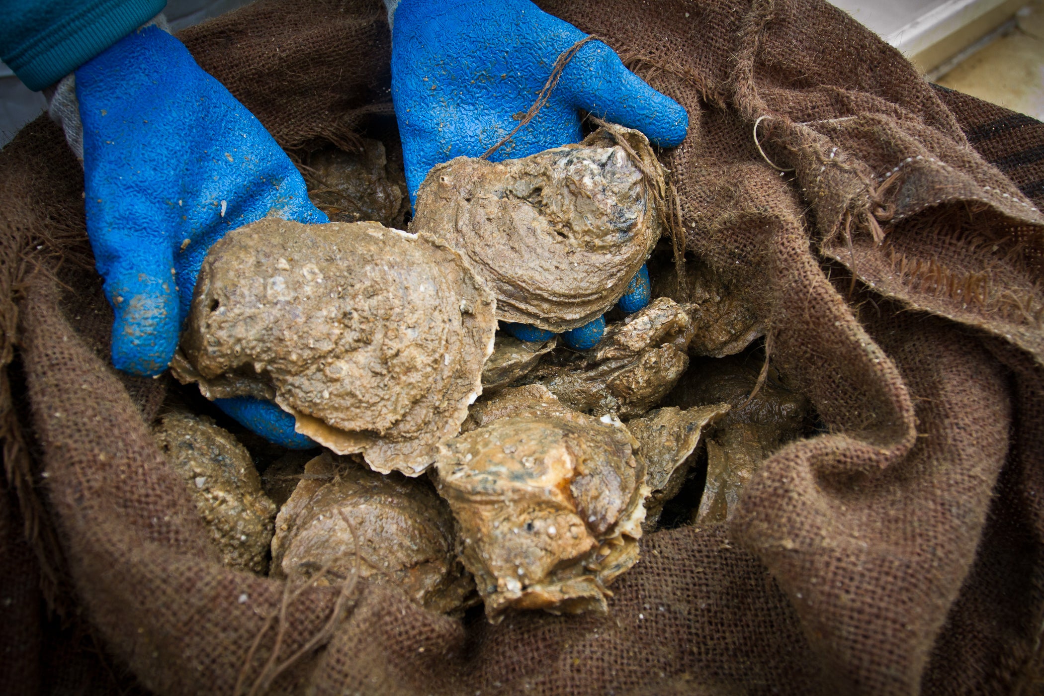 ADCNR Oyster Restoration Efforts Continue in Coastal Alabama