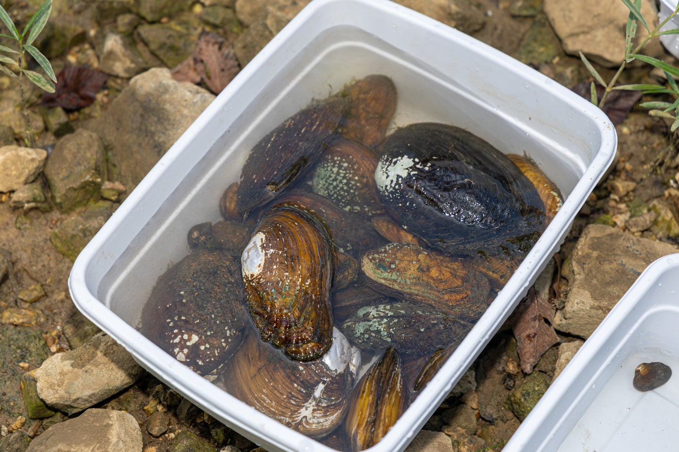 Native freshwater mussels filter and clean water, recycle nutrients and provide food for other wildlife.