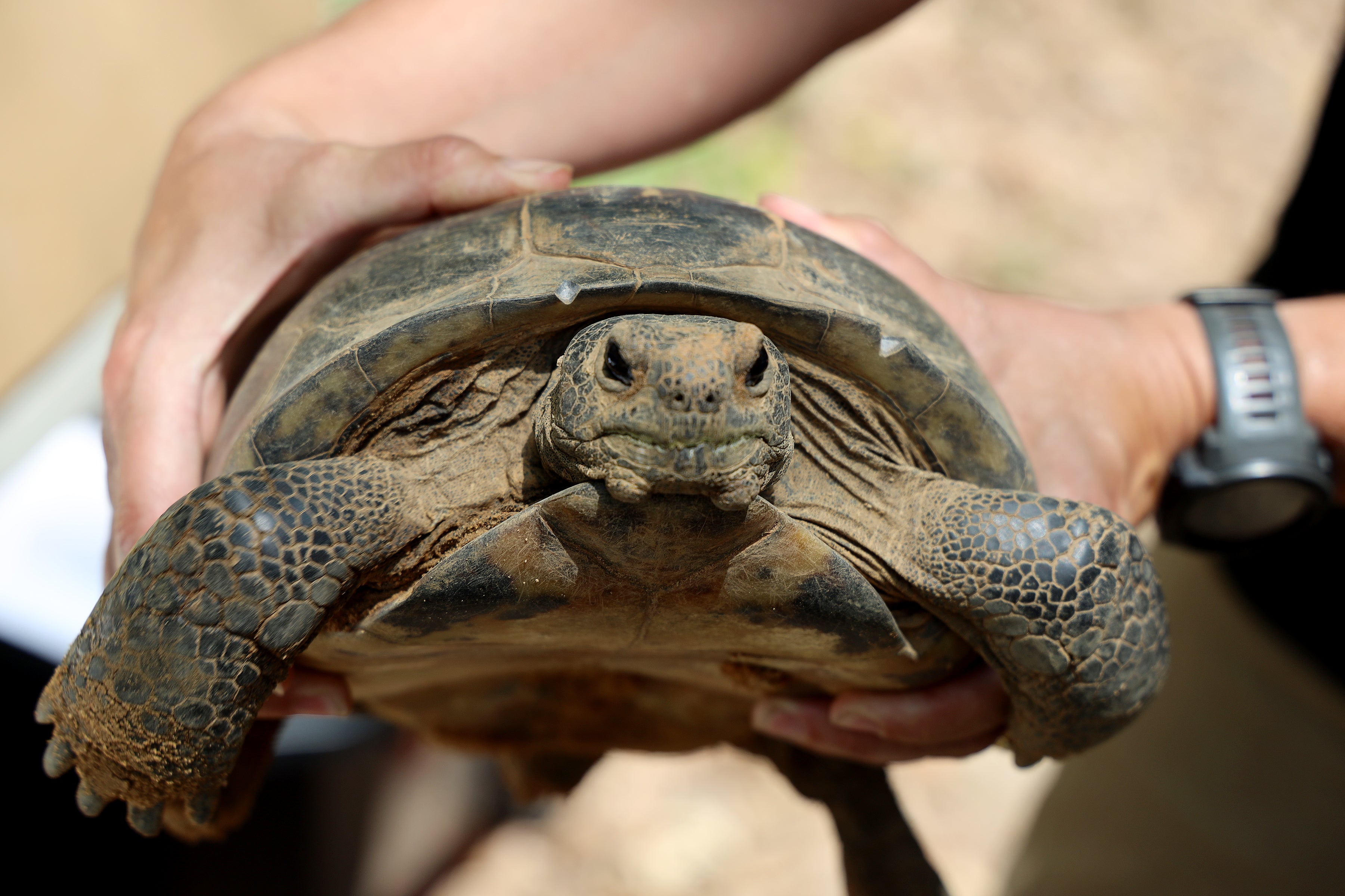 tortoise