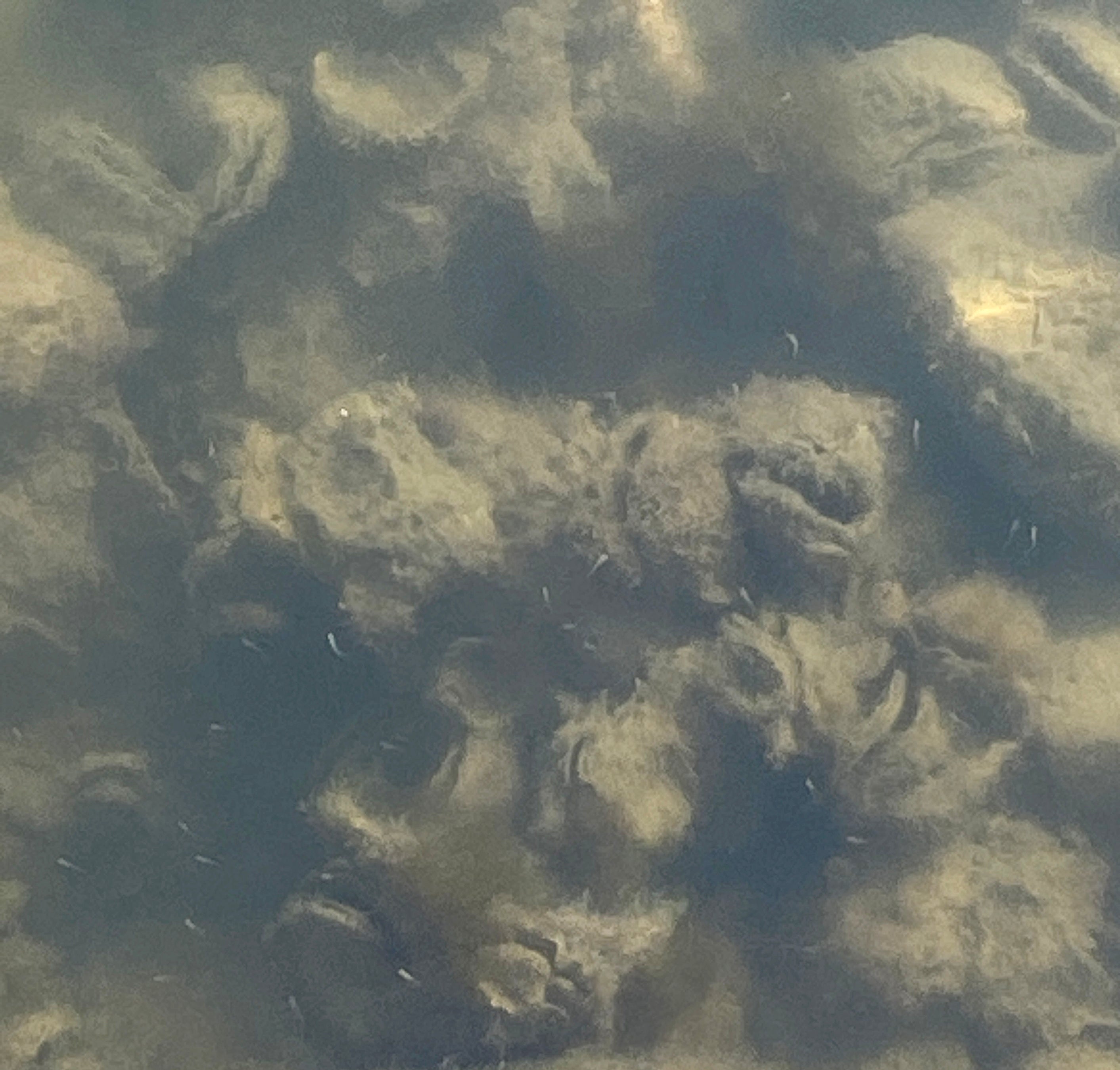 larvae