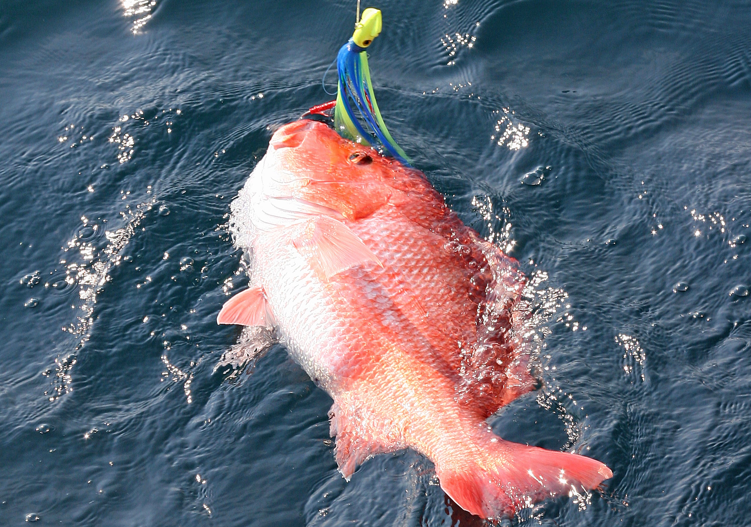 Private Anglers To Get One More Opportunity at Red Snapper