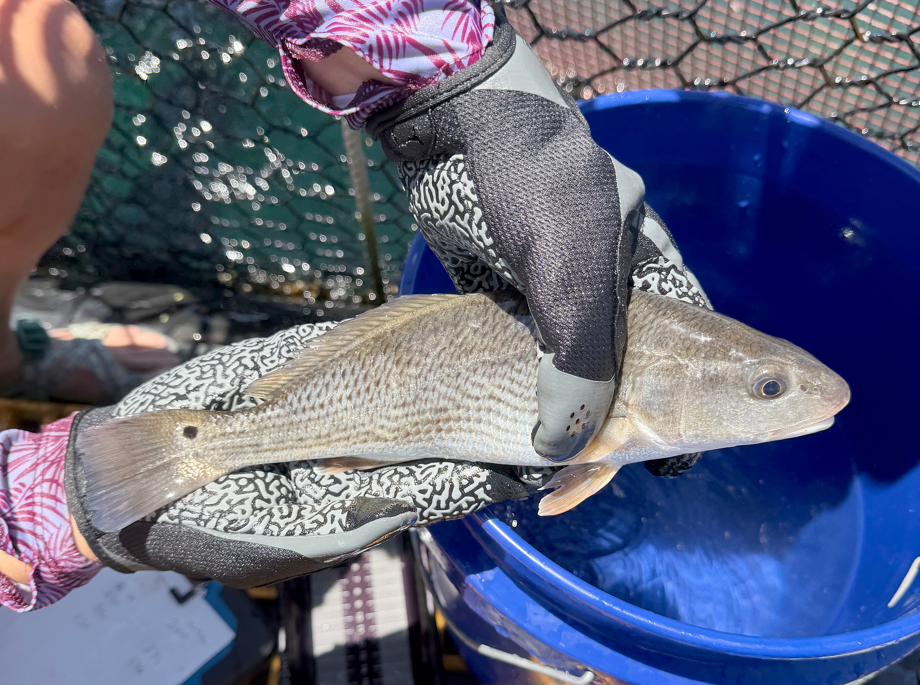 redfish