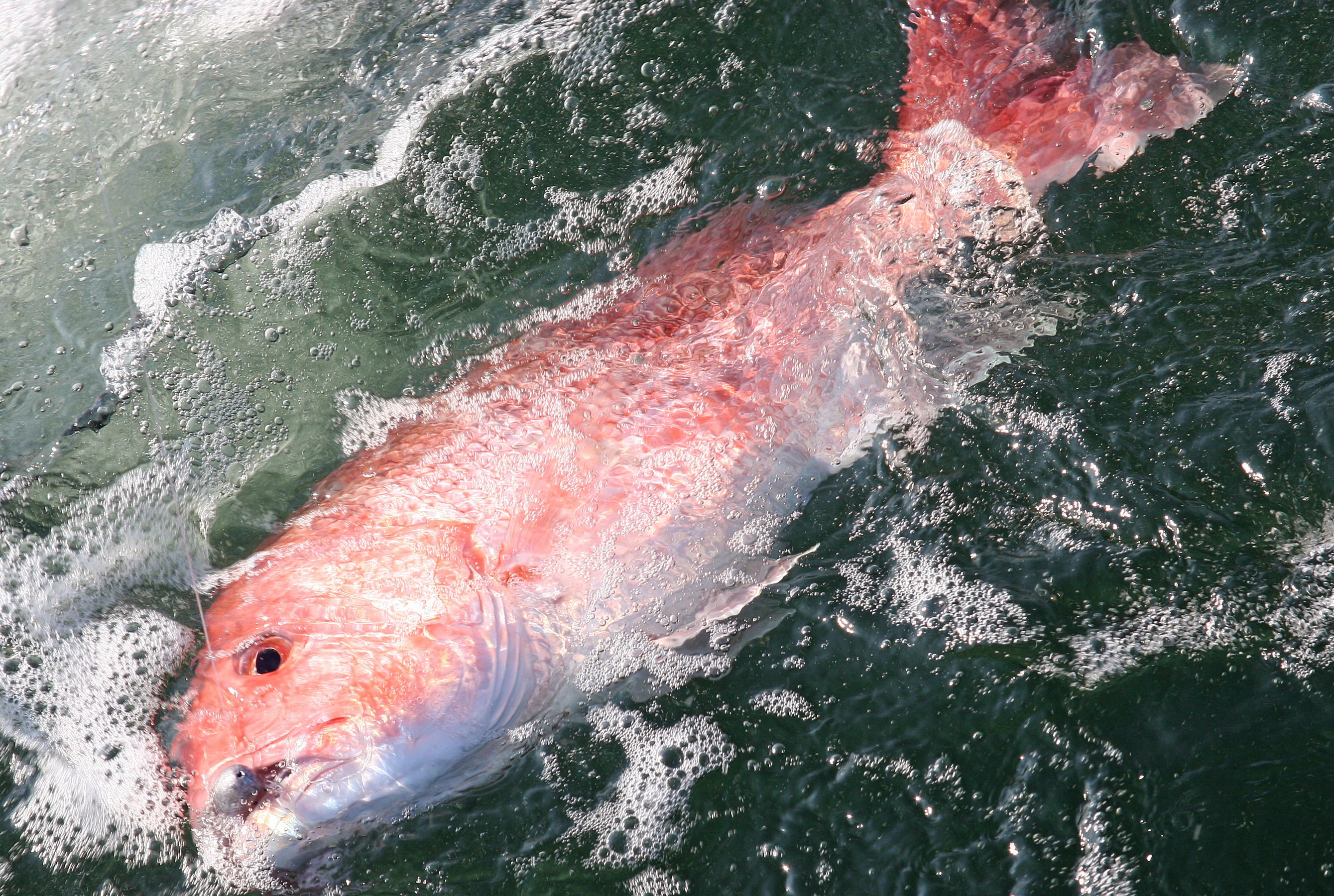 4 Tips to Land More Red Snapper on Your Next Fishing Trip