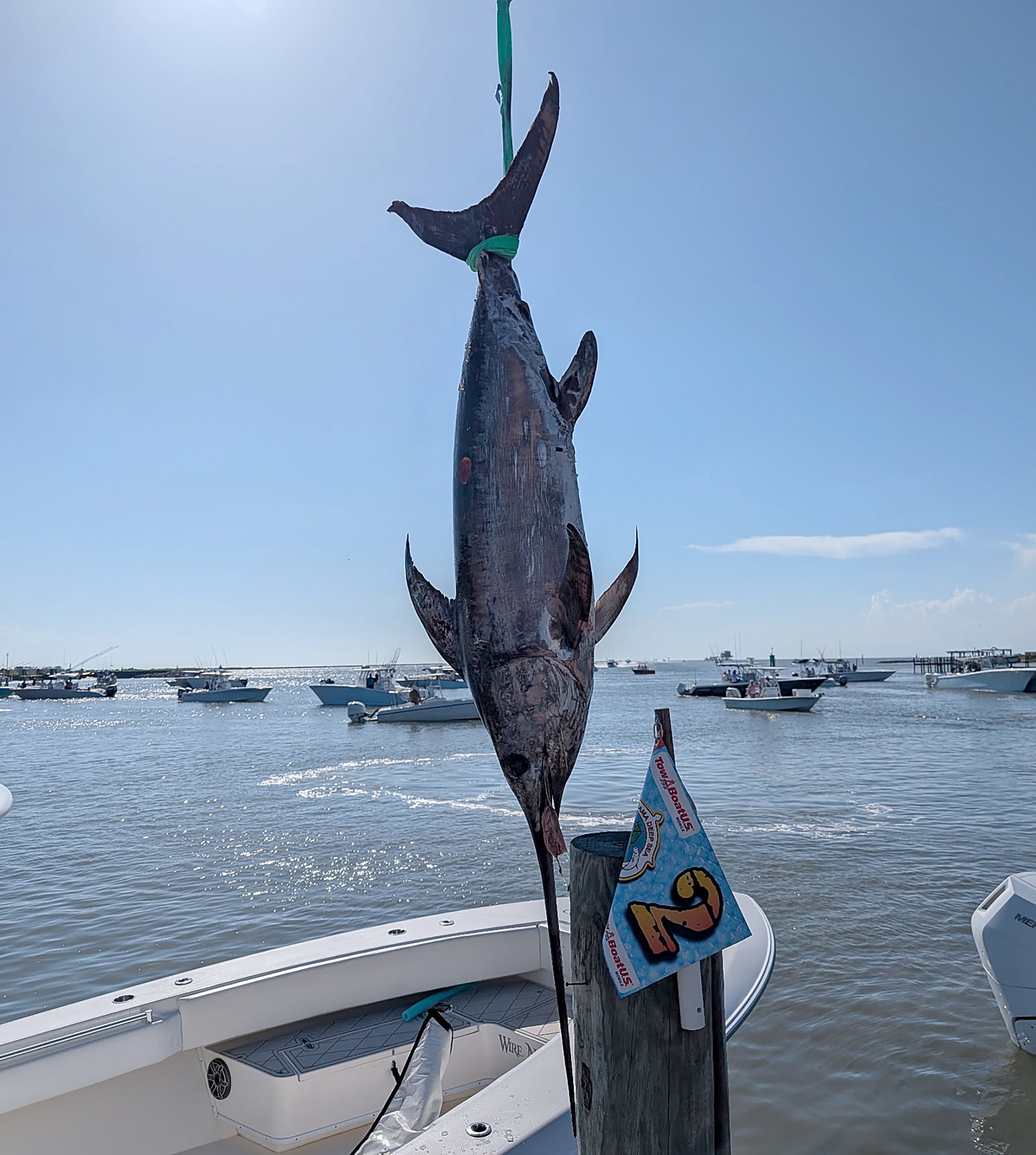swordfish