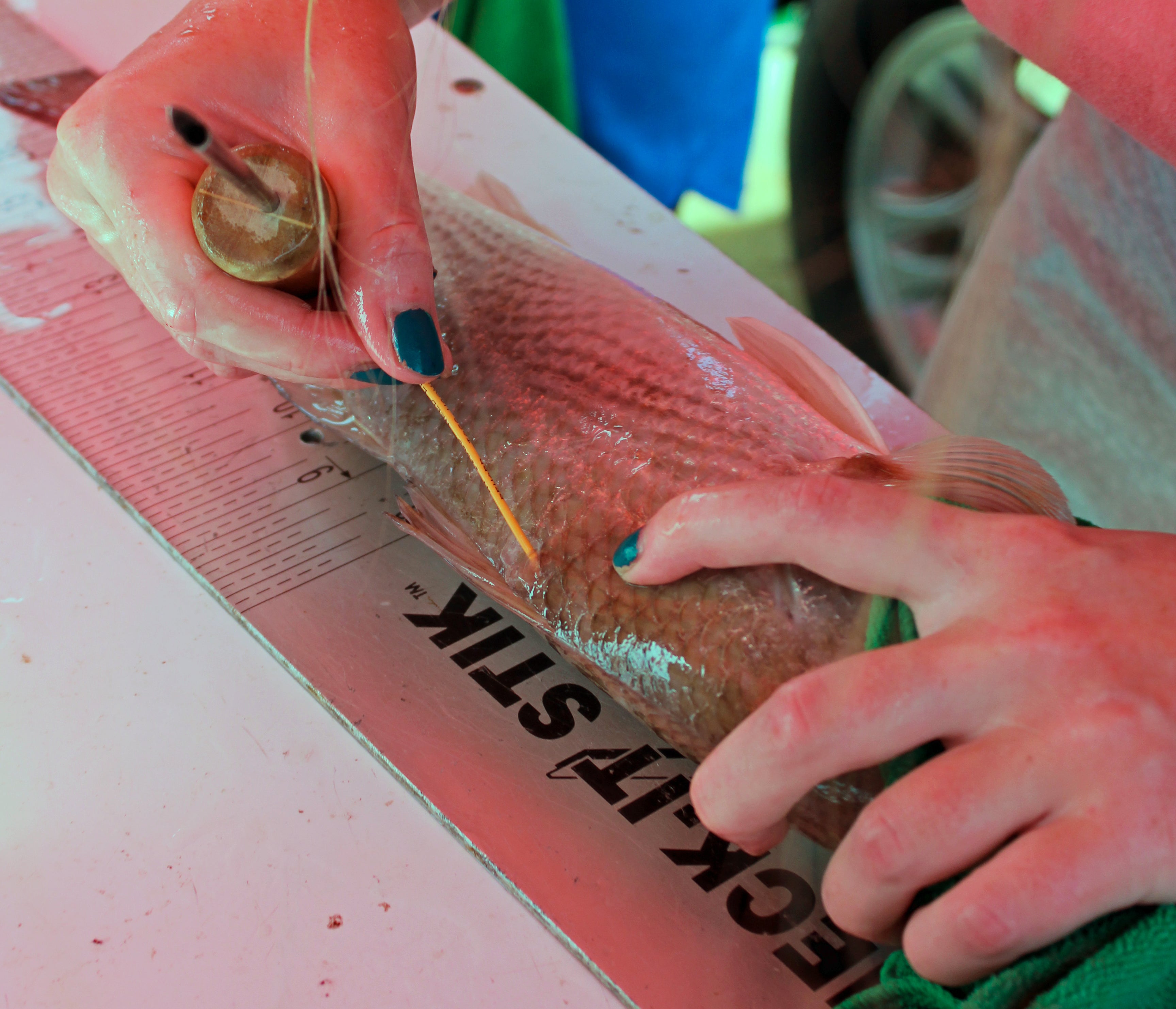TAG Alabama Provides Vital Information on Trout, Redfish