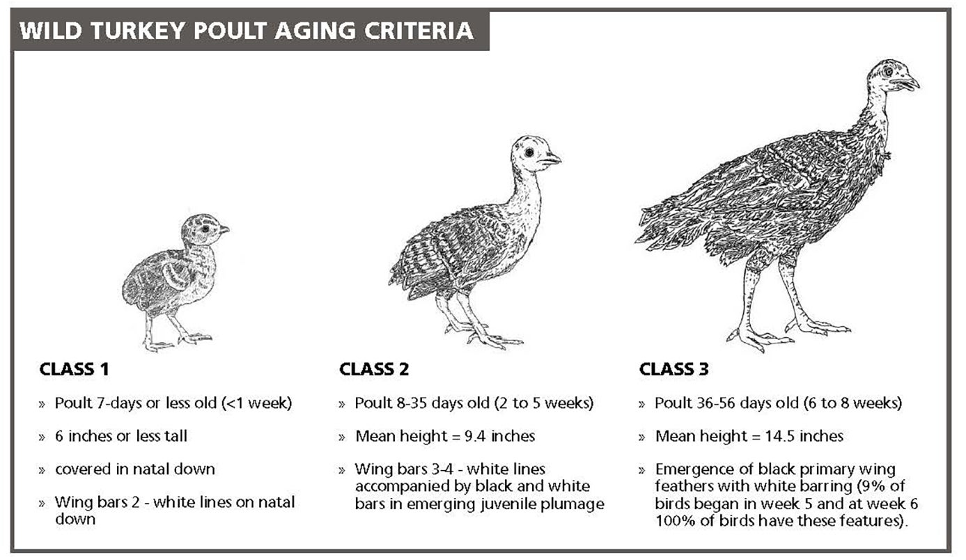 aging