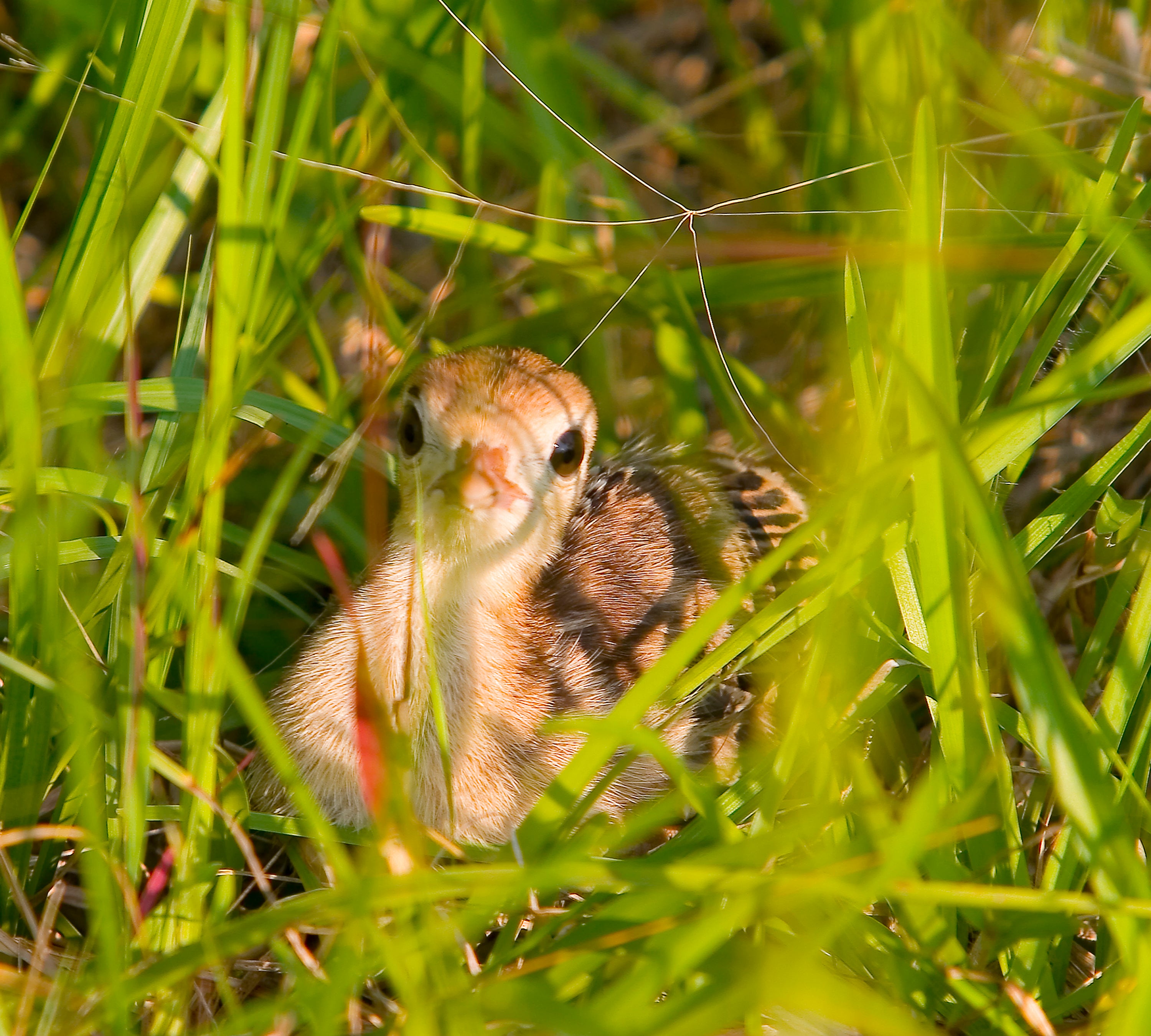 poult