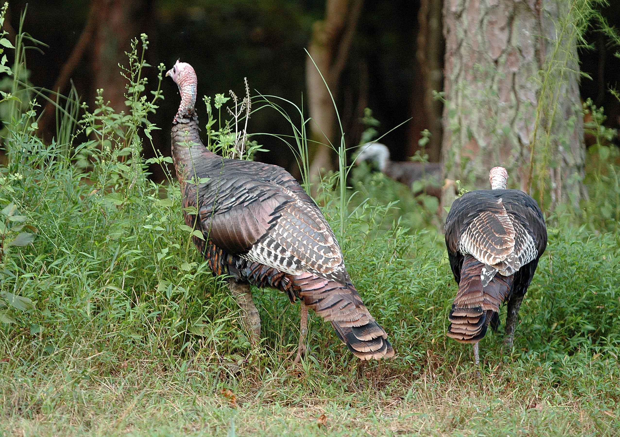 turkey