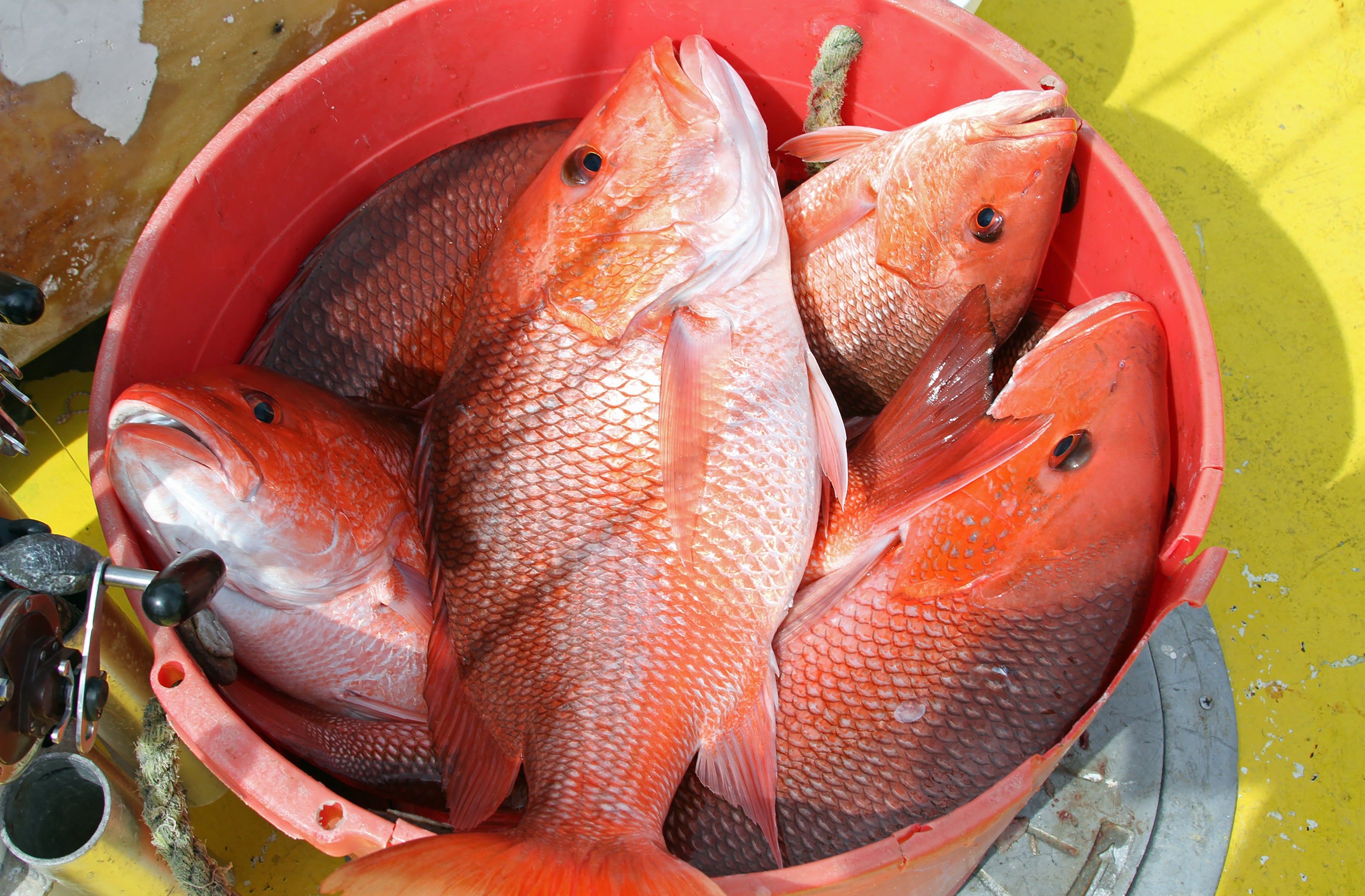 Marine Resources estimates Alabama’s private recreational anglers will not meet its red snapper quota for 2024 (Photo by David Rainer).