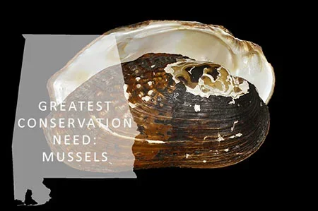 SWAPmussels