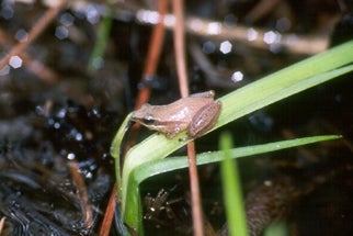 Little Grass Frog - Natural History on the Net