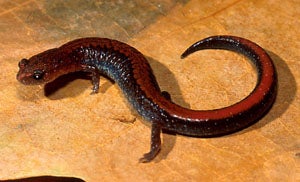 Southern Redbacked Salamander