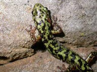 green salamanders