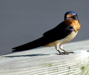 Barn Swallow | Outdoor Alabama