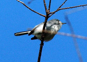 Bird of the Week: Blue-gray Gnatcatcher – Travis Audubon