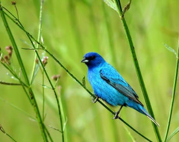 Indigo Bunting | Outdoor Alabama