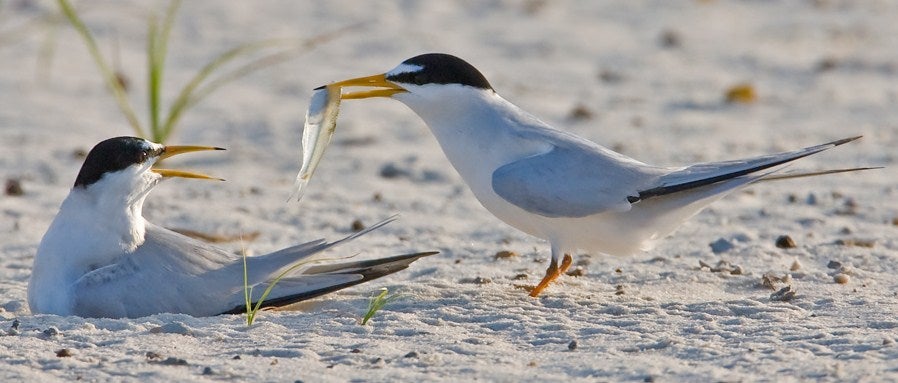 Least Tern | Outdoor Alabama