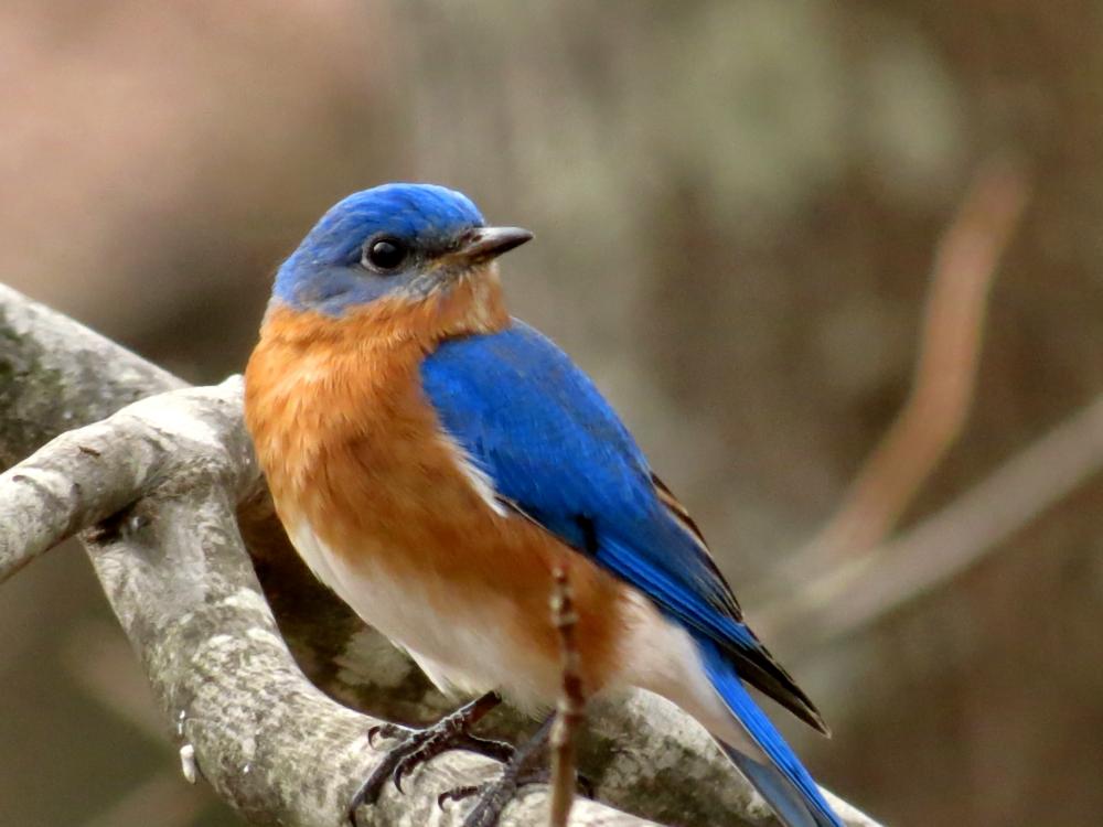 Eastern Bluebirds Nests and Eggs: All you Need to Know - Avian Report