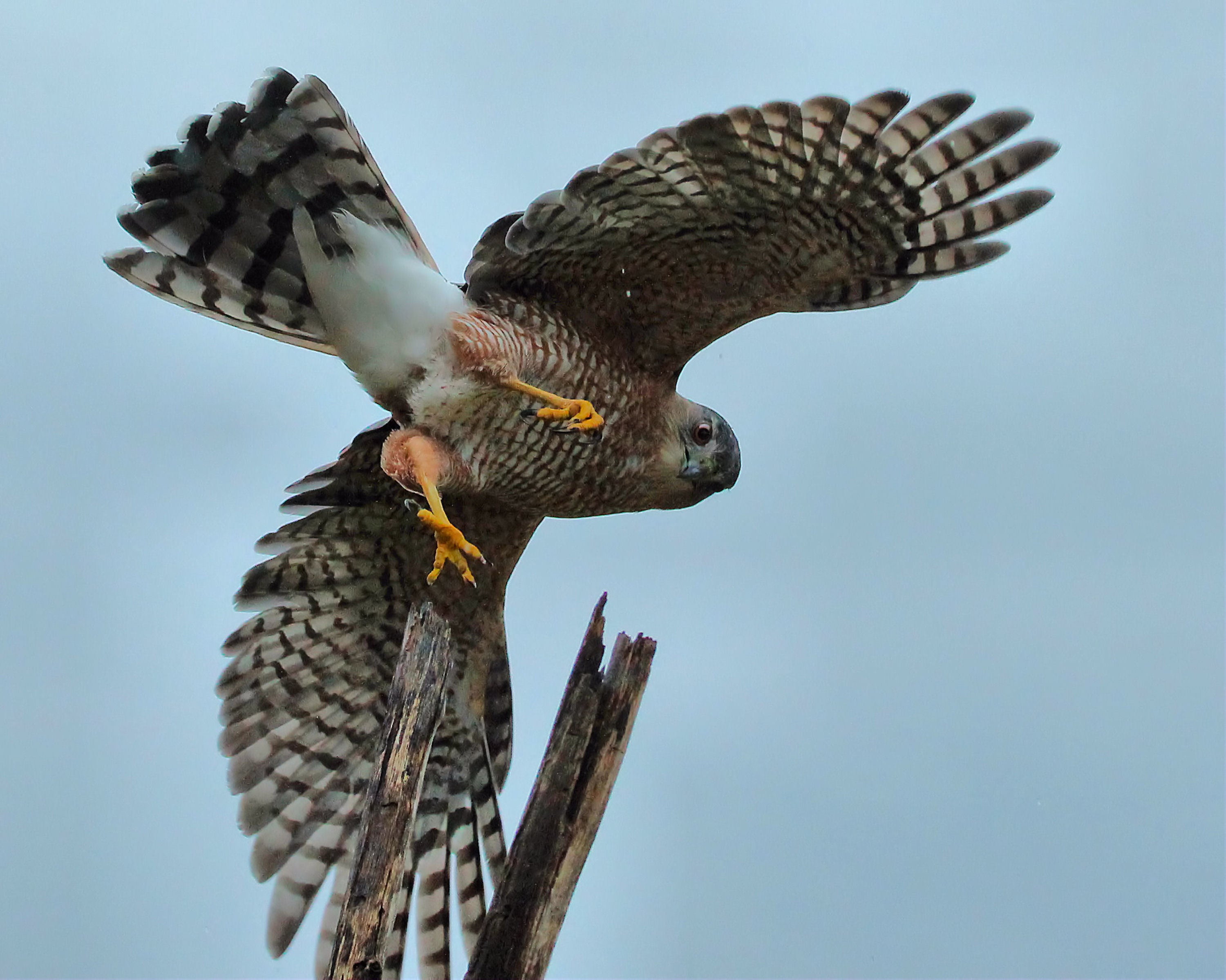 Alabama's Hawks and Falcons | Outdoor Alabama