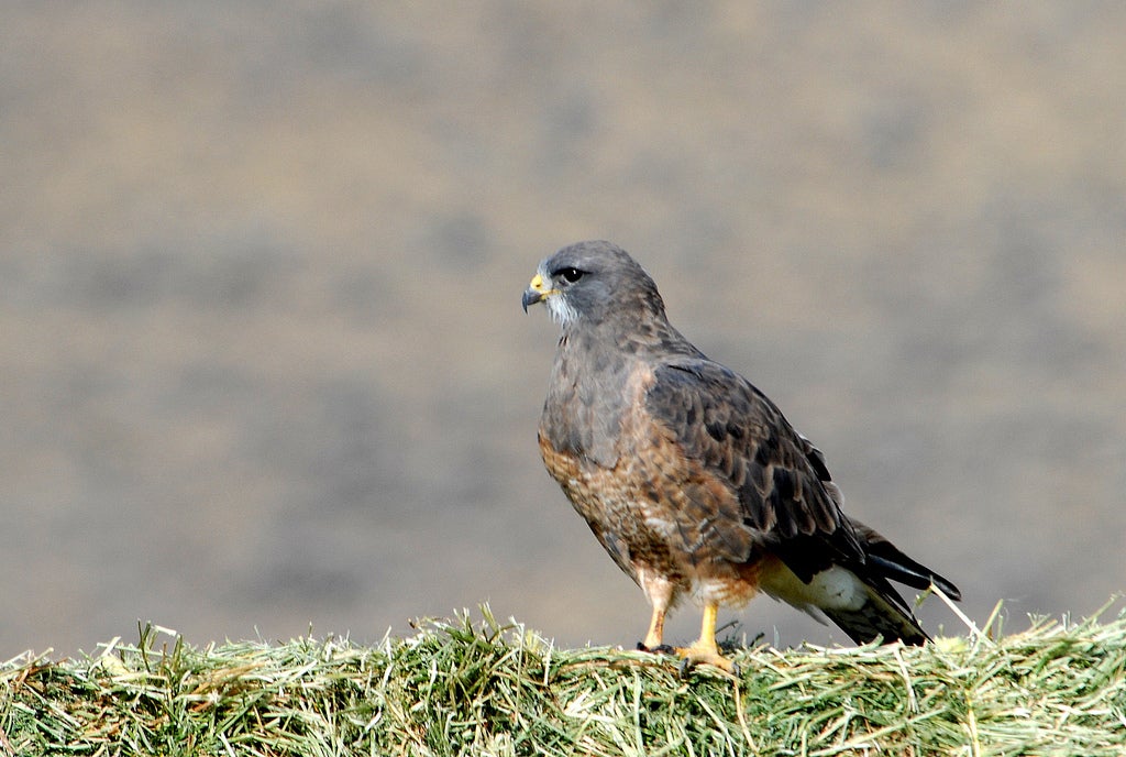 Common Birds of Prey of Alabama - Alabama Cooperative Extension System