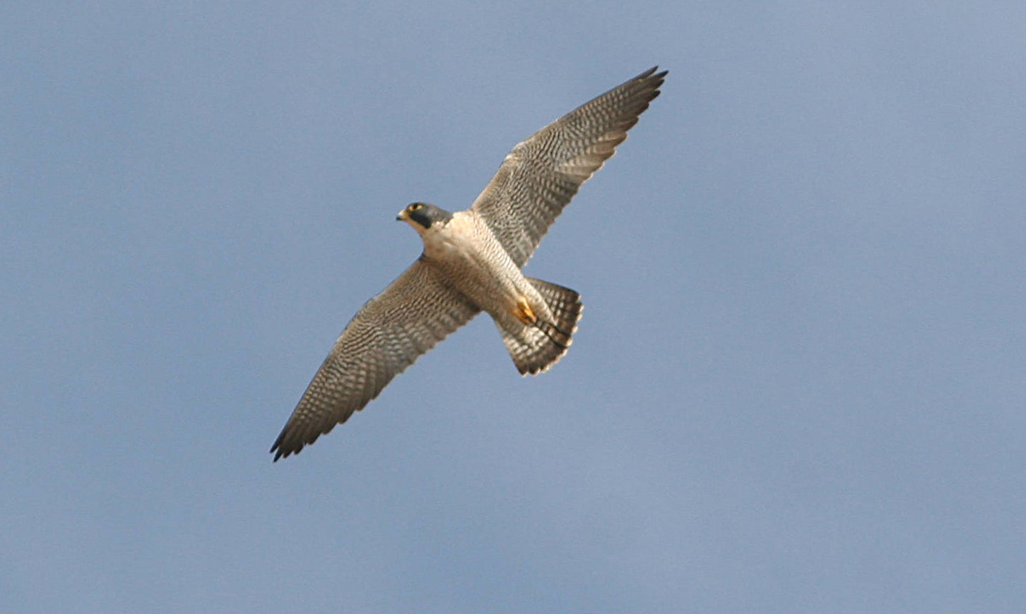 Common Birds of Prey of Alabama - Alabama Cooperative Extension System