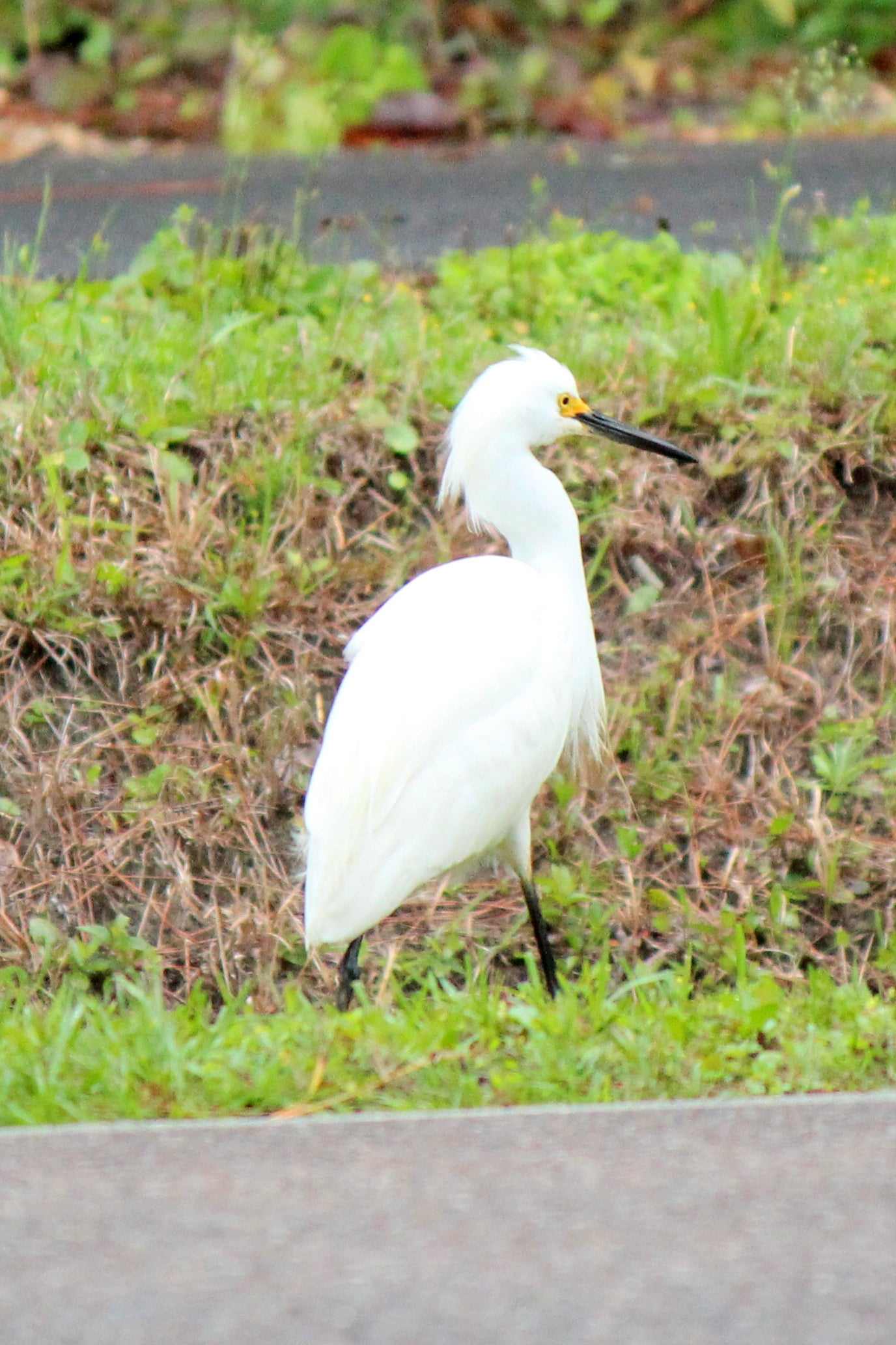 U.S. Fish and Wildlife Service - Snowy egret versus great egret