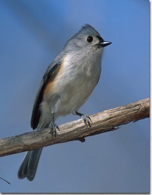 Blue-gray Gnatcatcher - Alabama Birding Trails