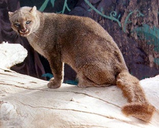 The jaguar’s smaller cousin, the jaguarundi, was found throughout the jaguar’s former range and may have ranged as far east, along coastal areas, as the Florida Panhandle.
