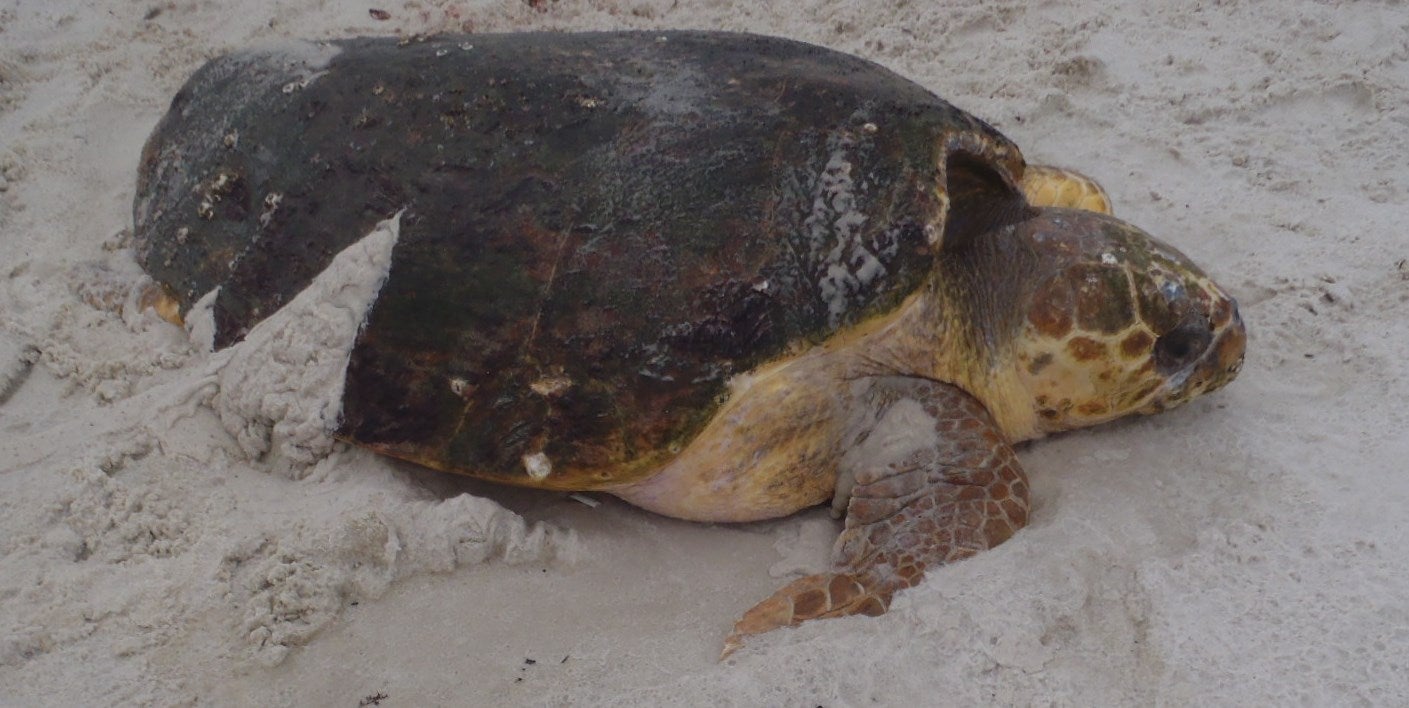 Loggerhead Sea Turtle Reproductive Study 