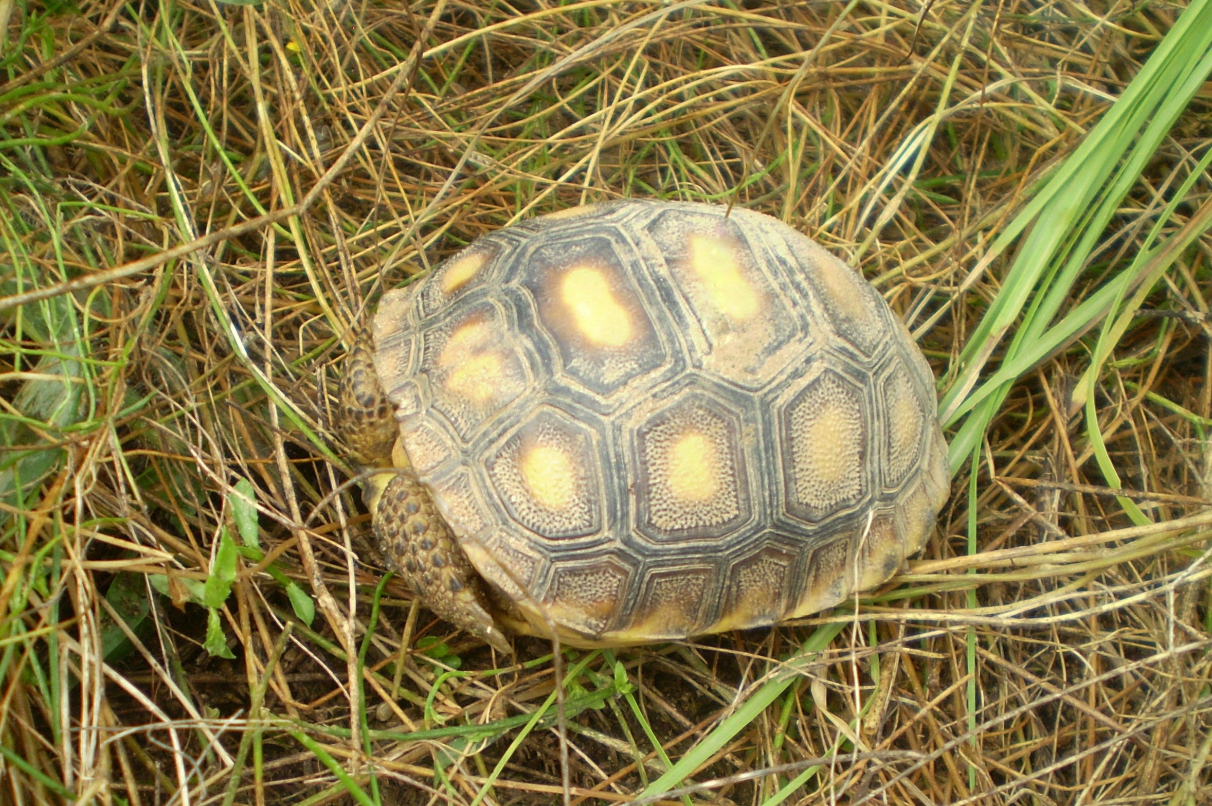 Gopher Tortoise | Outdoor Alabama