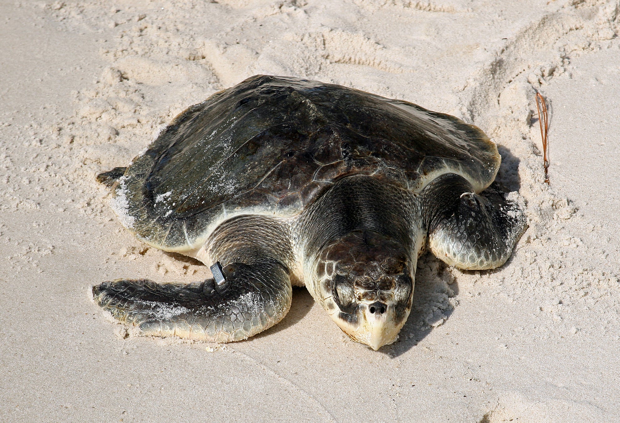 Kemp's Ridley Sea Turtle | Outdoor Alabama