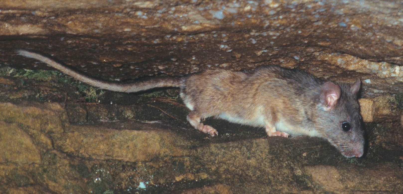 Rodents | Outdoor Alabama