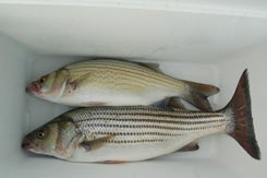 White Bass vs. Striped Bass