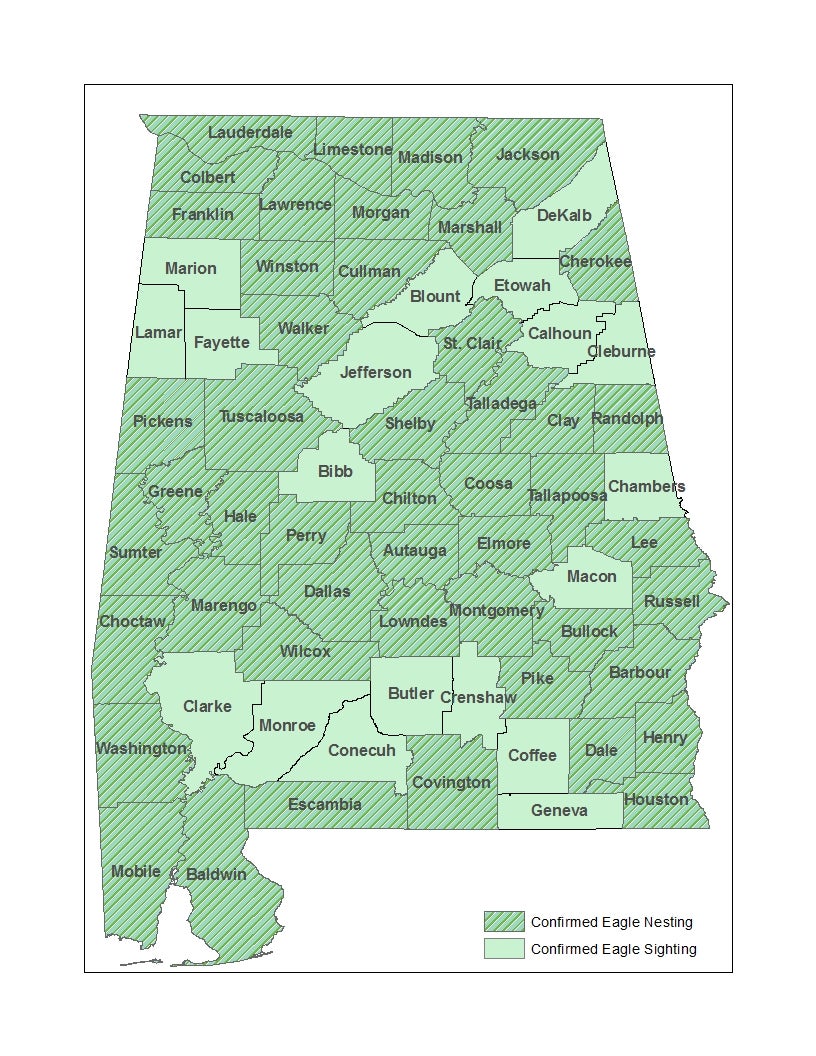 Bald and Golden Eagle Surveys | Outdoor Alabama