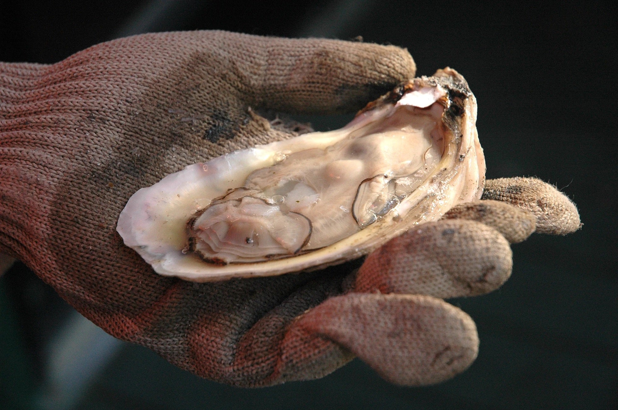 Oyster Harvest Opens October 7