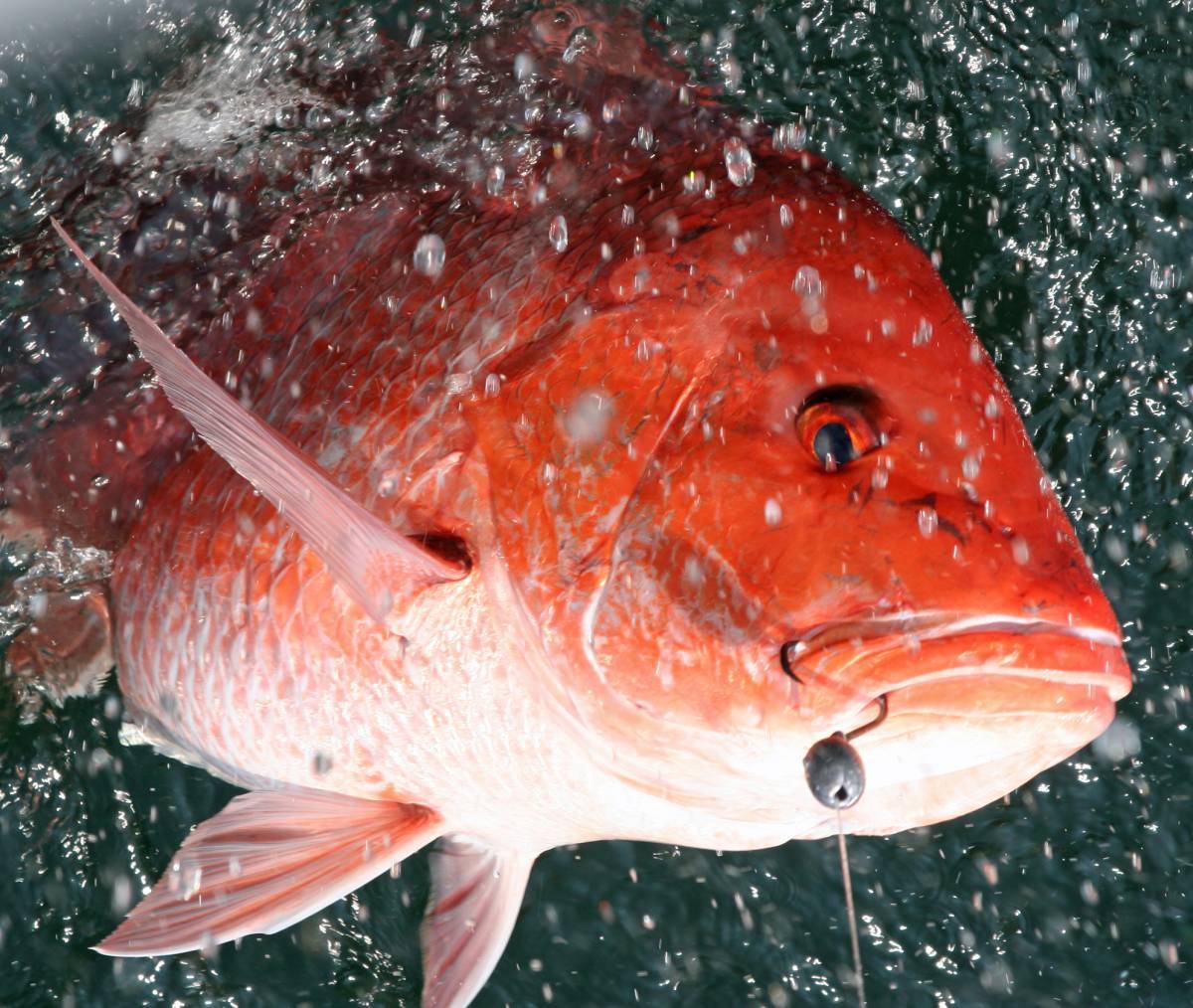 Red snapper fishing season in Alabama opens May 28 - Alabama News