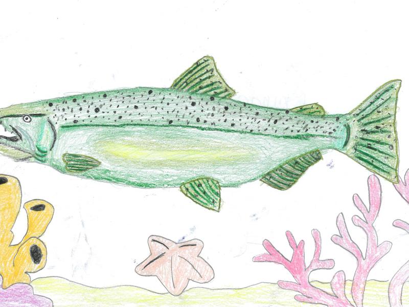 Fish Art Contest Project