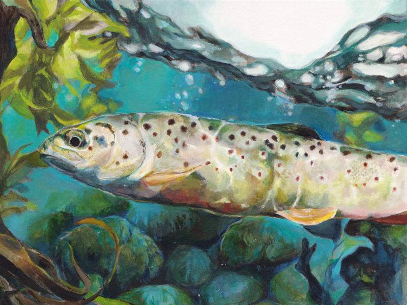 Fish Art Contest Project