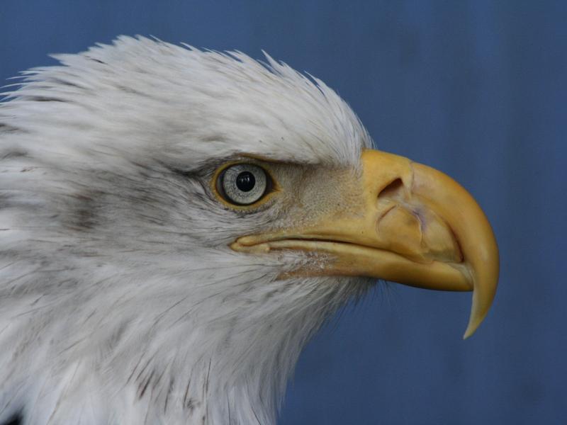 Bald Eagle | Outdoor Alabama