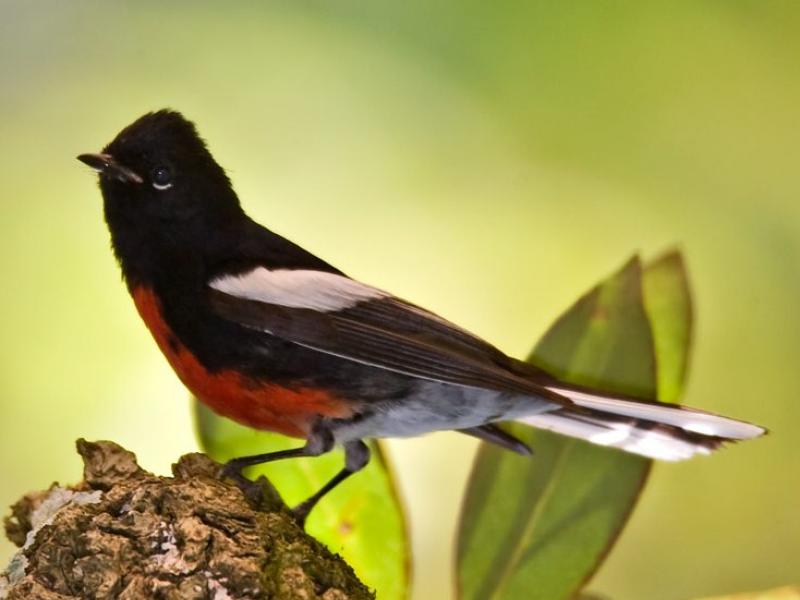 painted redstart