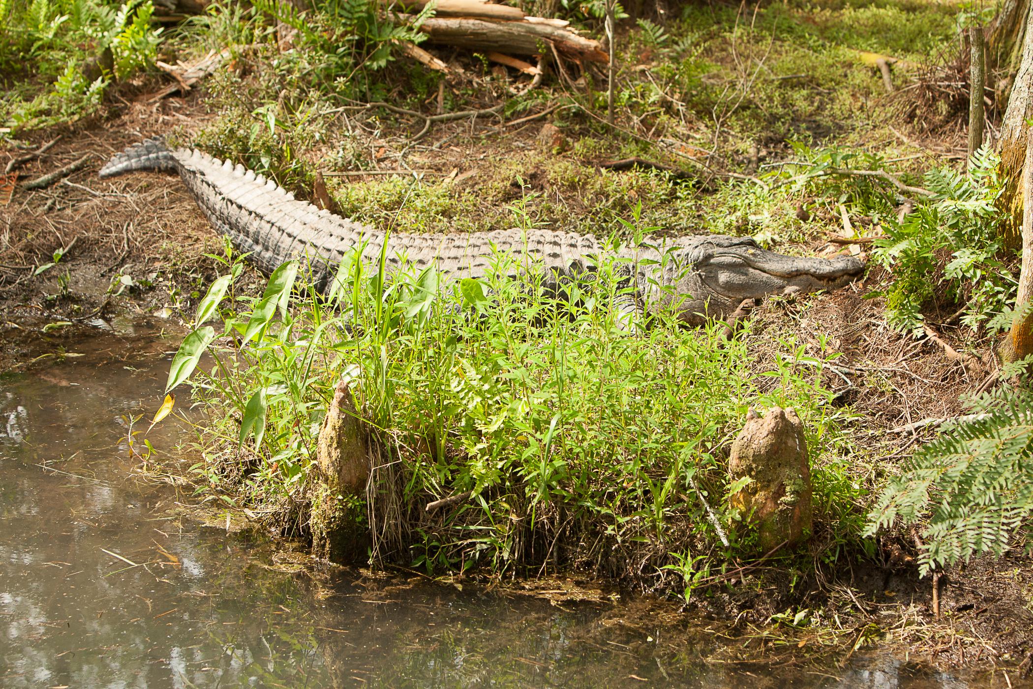 Alligator Hunt Registration Opens June 7 | Outdoor Alabama